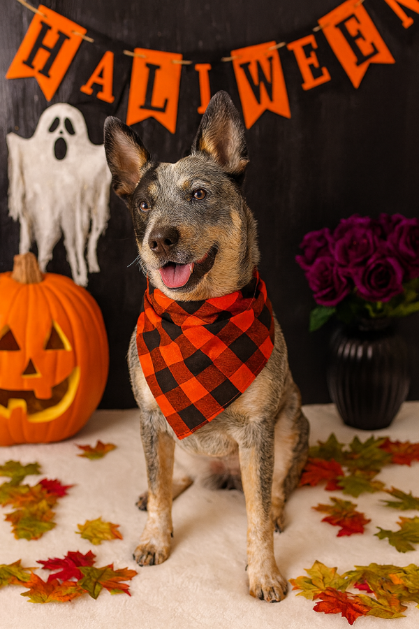 🧡 Pumpkin Patch Plaid Bandana Trio - Image 2